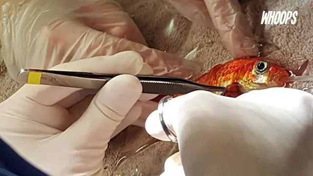 WHOOPS: Demi Operasi Tumor Ikan Kecil, Keluarga Ini Rela Bayar Mahal
