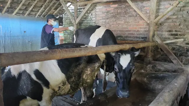 Cerita Peternak Sapi Perah Kuningan Jawa Barat Rugi Imbas Wabah PMK