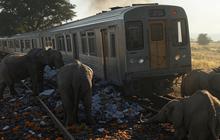 Enam Gajah Mati Ditrabrak Kereta di Sri Lanka, Video Setelah Insiden Bikin Haru