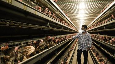 Mentan: Stok dan Pasokan Telur Ayam Beberapa Bulan ke Depan Dipastikan Aman