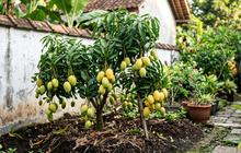 7 Cara Membuat Pohon Mangga Cepat Berbuah Meski Masih Pendek, Tanpa Perawatan Rumit