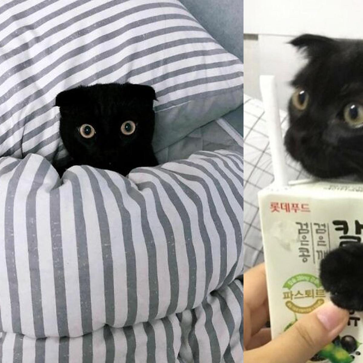 Kucing hitam meme