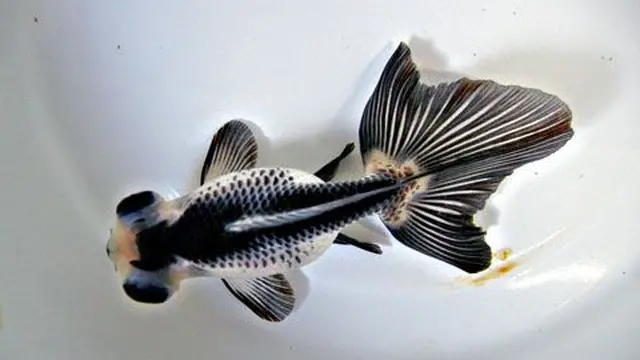 Ilustrasi Ikan Mas Koki Panda (Foto: kingyo-oji.jp/pinterest)