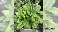 Daun pandan wangi kaya manfaat, seperti menurunkan tekanan darah, meredakan nyeri sendi, mengatasi insomnia, dan membantu mengontrol gula darah, berkat kandungan flavonoid dan minyak atsirinya. (Foto: x.com/gooddaygoodword)