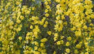 5 Tanaman Rambat dengan Bunga Warna Kuning untuk Mempercantik Taman Rumah