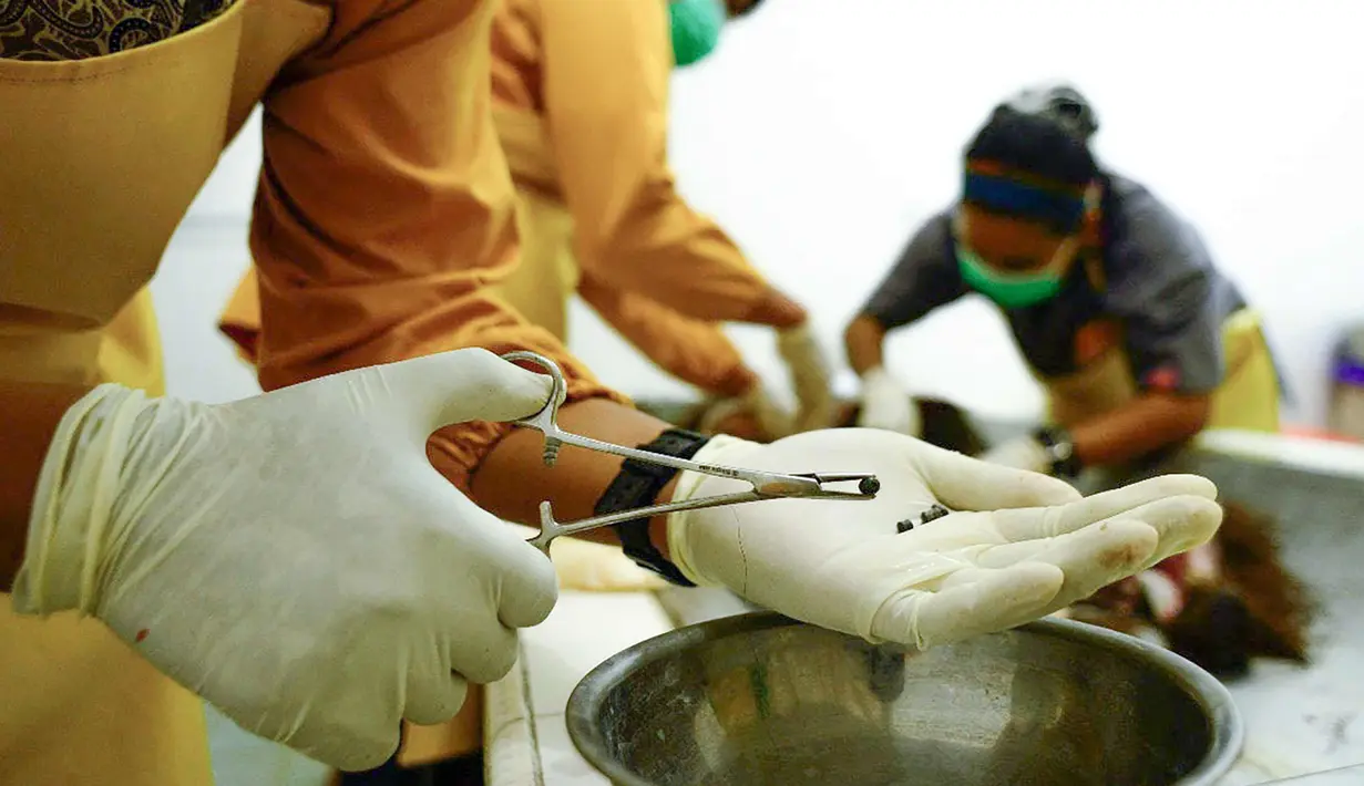 Aktivis COP menunjukkan sebuah proyektil yang dikeluarkan dari tubuh Orangutan laki-laki berusia 5 atau 7 tahun di Bontang, Kalimantan Timur, (7/2). Temuan Orangutan tersebut dilaporkan warga pada Minggu (4/2) sore. (AFP/Center For Orangutan Protection)