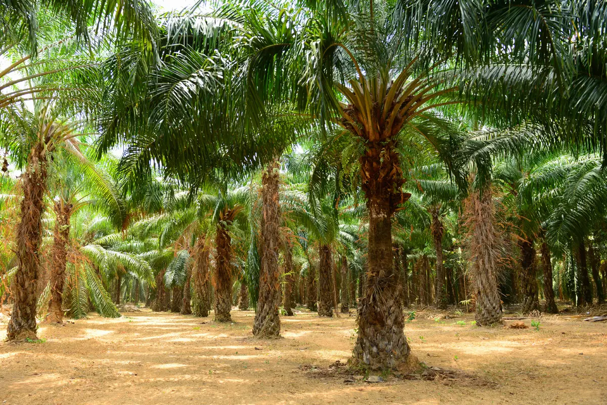 20160304-Kelapa Sawit-istock