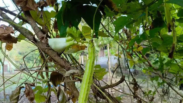 Kecipir Kaya Protein Nabati dan Nutrisi Penting untuk Tubuh