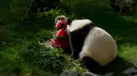 Sosok bidan Ica yang berhasil mengajak lansia hidup sehat hingga ulang tahun panda Xing Bao di Kebun Binatang Madrid, Spanyol.