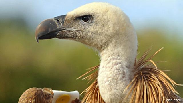 8700 Koleksi Gambar Pola Hewan Burung HD Terbaik