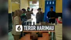 THUMBNAIL HARIMAU