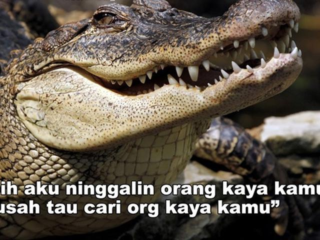 6 Meme Modus Buaya Darat Ala Netizen Ini Sukses Bikin Geregetan Hot Liputan6 Com Dj lelaki buaya darat (remix tik tok terbaru 2020) silahkan di subscribe untuk mendengarkan. 6 meme modus buaya darat ala netizen