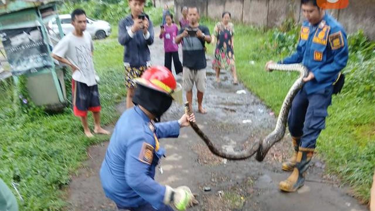 Cara Bedakan Suara Ular vs Hewan Lain di Malam Hari, Pelajari Cirinya