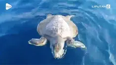 Penyu ditemukan mati mengambang di perairan Pulau Pari, Kepulauan Seribu. Diduga penyu mati karena laut yang tercemar.
