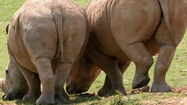 Foto: copyright oddee.com