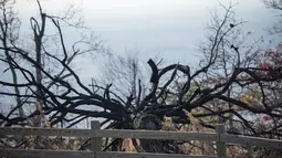Sebuah pagar tetap berdiri di samping pohon tumbang dari kebakaran hutan di Pilot Mountain State Park yang menyebabkan kerusakan lebih dari 1.000 hektar di Pinnacle, North Carolina, AS (30/11/2021). (Allison Lee Isley/The Winston-Salem Journal via AP)