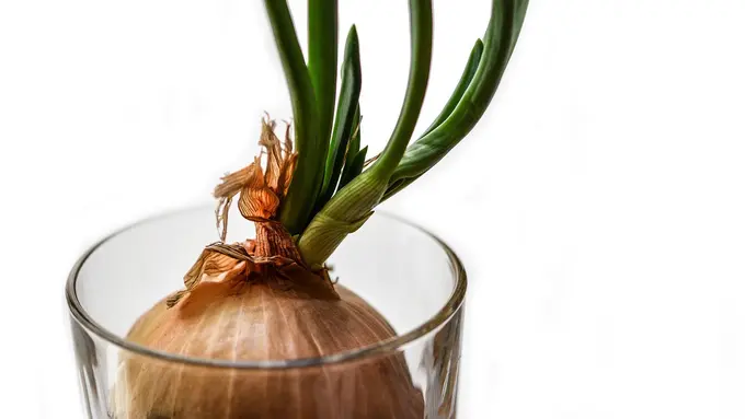 Ilustrasi daun bawang