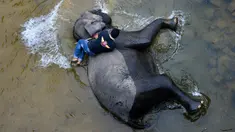 Pawang memandikan gajah Sumatera di sungai di Koridor Satwa Trumon, Kawasan Ekosistem Leuser, Aceh Selatan pada 15 April 2019. Ekosistem Leuser ini merupakan rumah bagi 105 spesies mamalia, 382 spesies burung, dan setidaknya 95 spesies reptil dan amfibi. (CHAIDEER MAHYUDDIN / AFP)