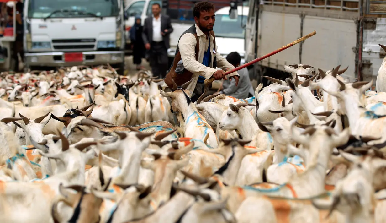 Lelaki Yaman berdiri di antara kawanan kambing di pasar ternak menjelang Idul Adha di ibu kota Sanaa, 6 Agustus 2019. Umat Islam di seluruh dunia akan merayakan Idul Adha yang identik dengan tradisi berkurban menggunakan hewan seperti kambing, domba, unta, sapi dan kerbau. (MOHAMMED HUWAIS/AFP)
