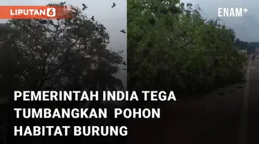 Hiraukan habitat burung, Pemerintah India tega tumbangkan pohon besar demi proyek pelebaran jalan