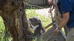 Seekor koala dikembalikan ke alam liar di Cagar Alam Healesville, Australia, 6 Desember 2020. Setelah berbulan-bulan menjalani pemulihan, sejumlah koala yang terluka akibat kebakaran hutan besar di Australia pada musim panas lalu akhirnya kembali ke alam liar. (Xinhua/Kebun Binatang Victoria)
