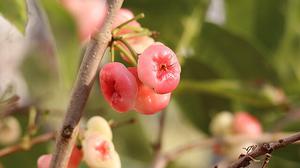 9 Kesalahan Perawatan Jambu Air yang Membuat Pohon Hanya Tumbuh Daun