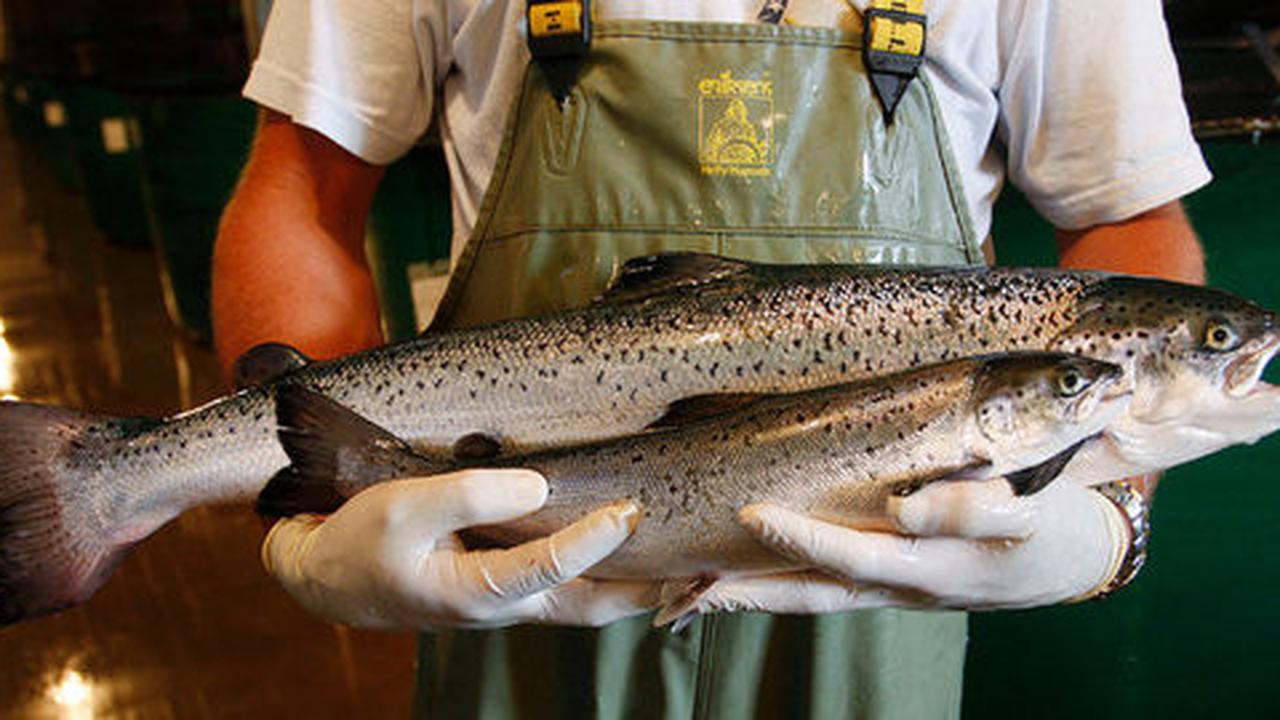 Menteri Susi berambisi RI jadi pengekspor produk salmon ke Jepang