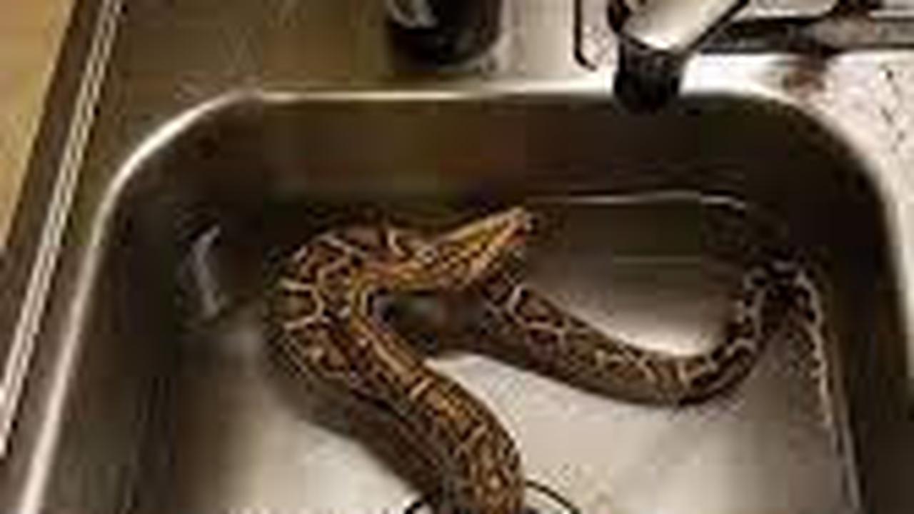 6 Momen Bikin Kaget Ketemu Ular di Dapur, Enggak Jadi Masak