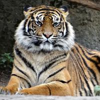 Pakar Konservasi Satwa Liar IPB: Turunnya Populasi Harimau Sumatera Akibat Mangsa dan Habitat Punah