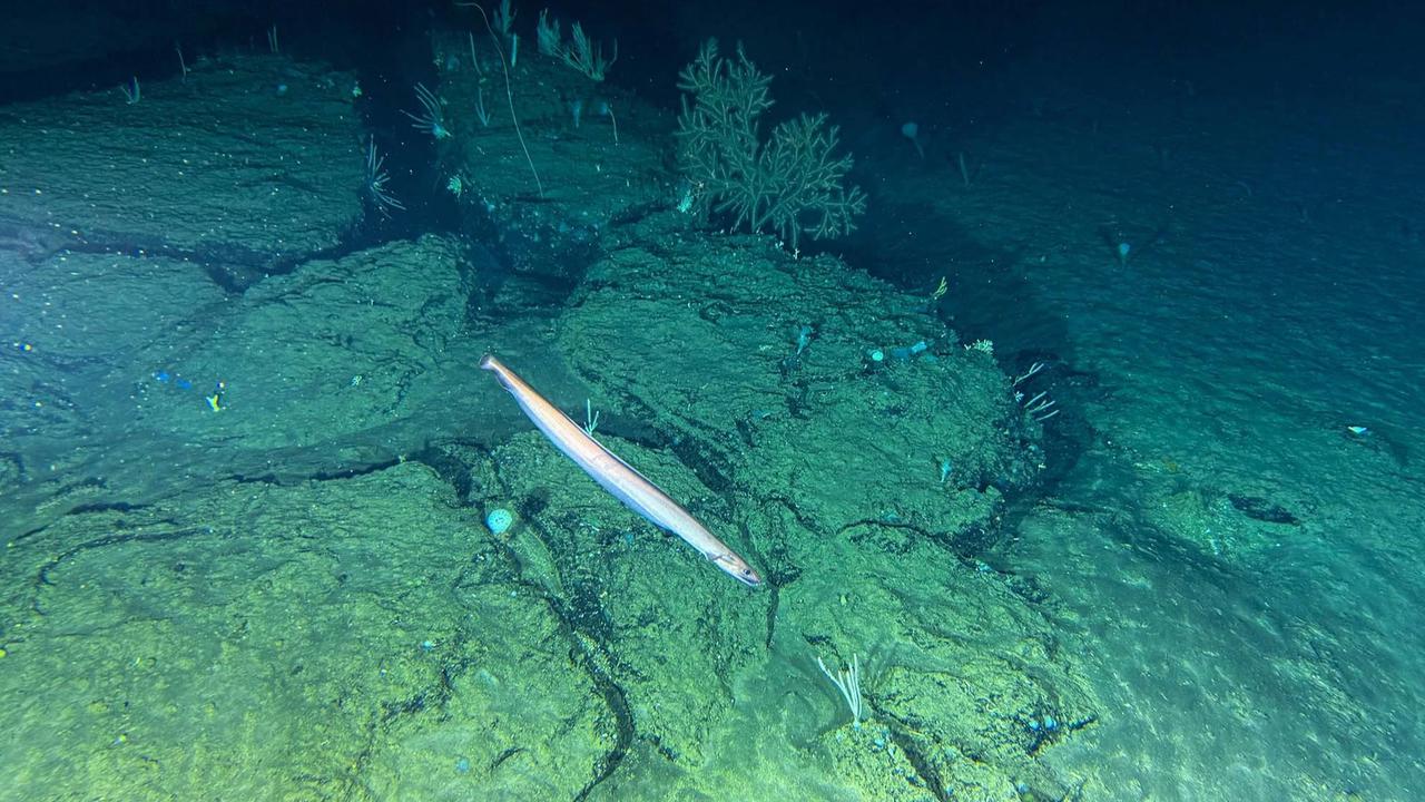 FOTO: Berburu Kehidupan Laut Dalam Sulawesi dengan Kapal Selam