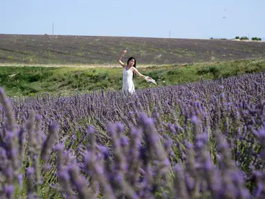 Seorang wisatawan saat berpose di ladang lavender dekat Valensole, Prancis tenggara, pada 21 Juli 2023. (Nicolas TUCAT / AFP)