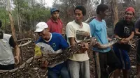 Penemuan ular di Jambi