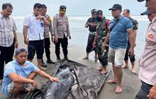 Paus Sperma Kerdil Terdampar di Pantai Tembles, Dievakuasi ke Penangkaran