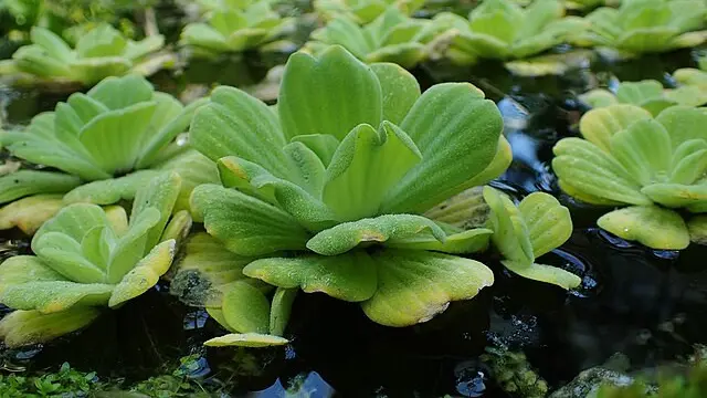 Kiambang