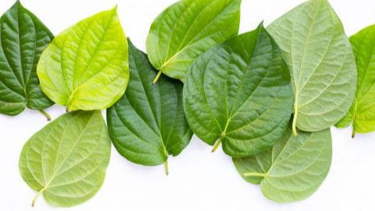 Manfaat Daun Sirih Hijau