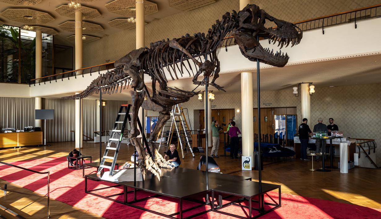 Dalam foto yang diambil pada 28 Maret 2023, di Zurich, 'Trinity' kerangka Tyrannosaurus-Rex berumur 67 juta tahun yang akan dilelang bulan April mendatang, menandai penjualan pertama di Eropa. (Photo by ARND WIEGMANN / AFP)