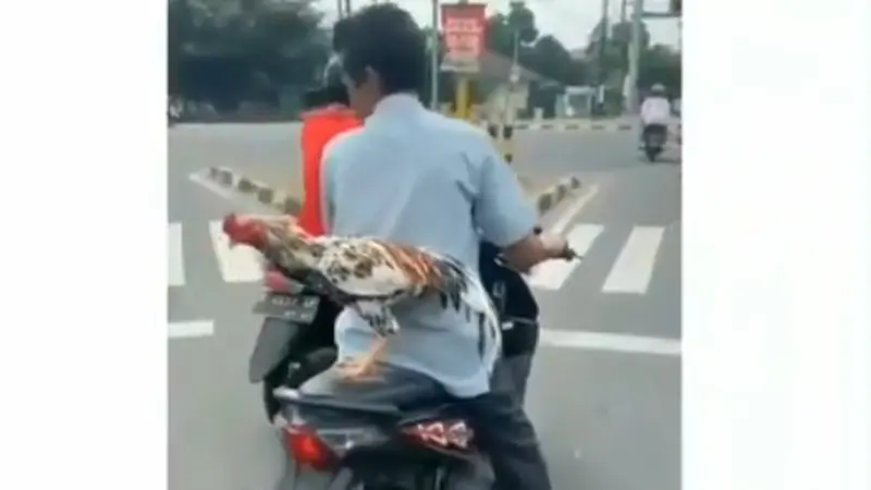 Ayam jadi penumpang motor bikin takjub pengendara lain