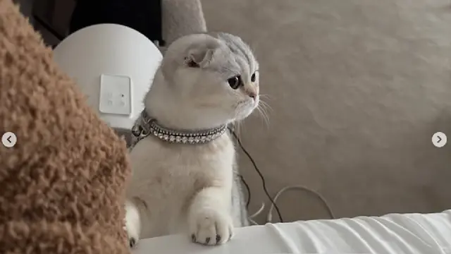 Kylie Jenner Pamer Anak Kucing Berkalung Berkilauan, Dituding Hanya Dijadikan Aksesori