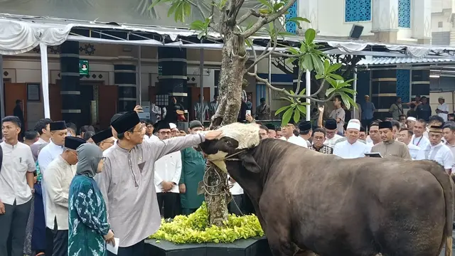 Menteri Keuangan Purbaya Yudhi Sadewa menyerahkan sapi kurban pada Idul Adha 1447 Hijriah. (Liputan6.com/Maulandy)