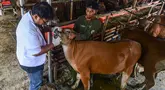 Dokter melakukan pemeriksaan kesehatan pada mulut hewan kurban di kandang CV Puput Bersaudara, Rangkapan Jaya, Depok, Kamis (8/5/2025). (merdeka.com/Arie Basuki)