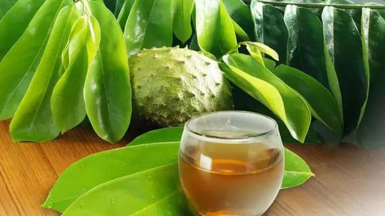 Manfaat Daun Sirsak untuk Darah Tinggi, Solusi Alami yang Efektif