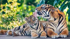 Kebun Binatang Taronga Sydney perkenalkan secara resmi kepada publik tiga ekor anak Harimau Sumatera yang lahir pada awal tahun ini