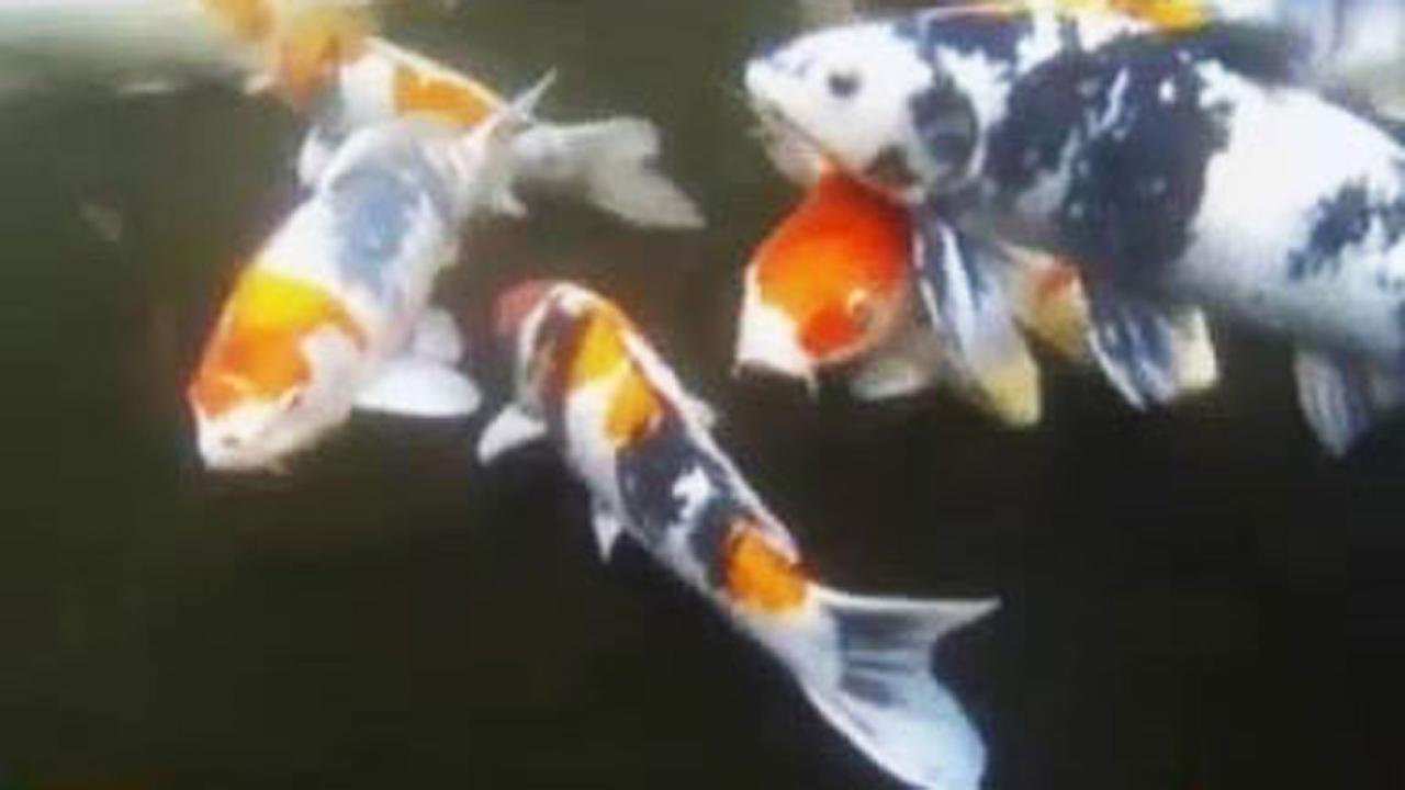 Segmen 3: Budi Daya Ikan Koi hingga Rapunzel dari India