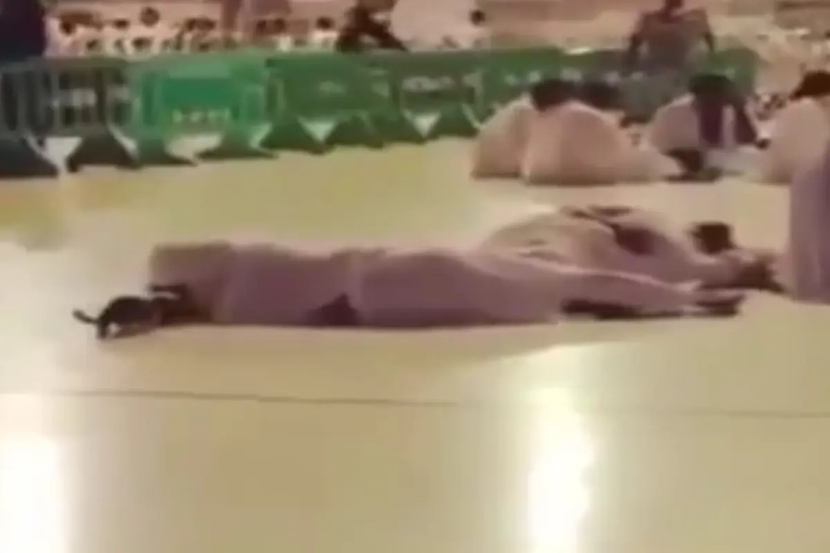 [Bintang] Kucing bangunkan orang tidur