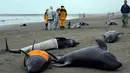 Lebih dari 130 lumba-lumba berkepala ikan paus (Pephonocephala Electra) terdampar di pantai Hokota, Jepang, Jumat (10/4/2015). Ikan paus melon ini merupakan keluarga lumba-lumba yang biasa hidup di laut dalam. (AFP PHOTO/Toshifumi Kitamura)