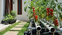 12 Jenis Pohon Buah Mini yang Bisa Ditanam Tanpa Tanah, Solusi di Lahan Sempit