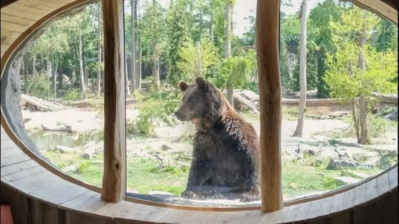 Penginapan di Tengah Kebun Binatang Terbaik di Eropa, Pagi-Pagi Bisa Dibangunkan Beruang