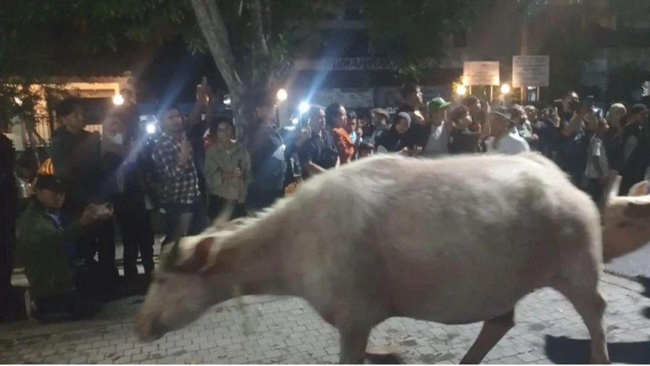 Detik-Detik Tiga Kebo Bule Pimpin Kirab Pusaka 1 Suro Keraton Surakarta, Suasana Berlangsung Khidmat