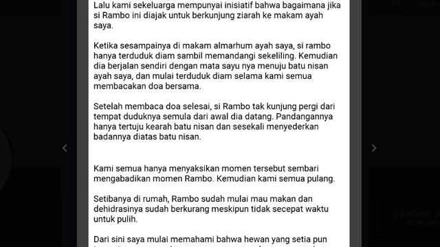 Haru, Kisah Kucing yang Bersedih Usai Pemiliknya Wafat