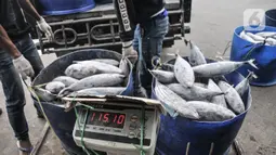 Nelayan menimbang ikan di Pelabuhan Muara Baru, Jakarta, Kamis (5/8/2021). Berdasarkan survei KNTI yang dilakukan 5.292 responden nelayan di 25 wilayah di Indonesia, sebagian besar nelayan tradisional mengaku 78,43 persen hasil tangkapan berhasil terserap oleh pasar. (merdeka.com/Iqbal S. Nugroho)